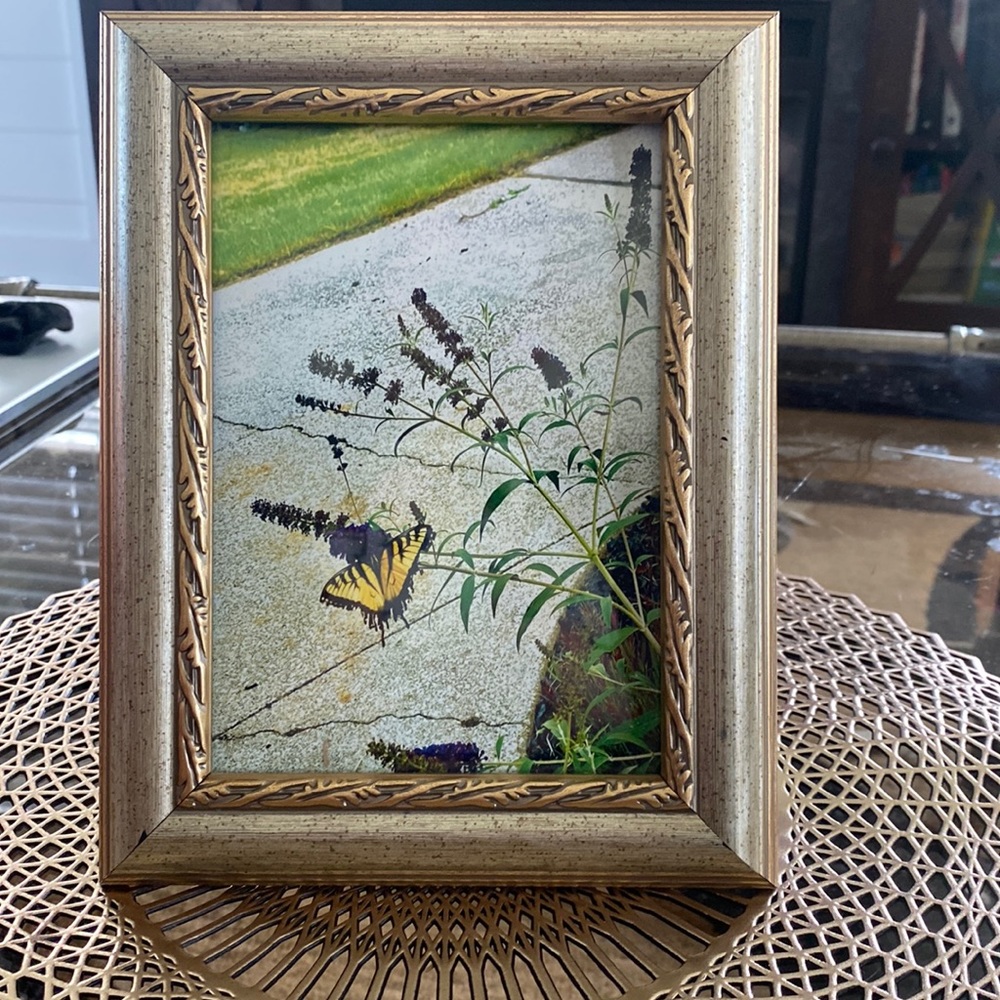 Little Swallowtail Butterfly